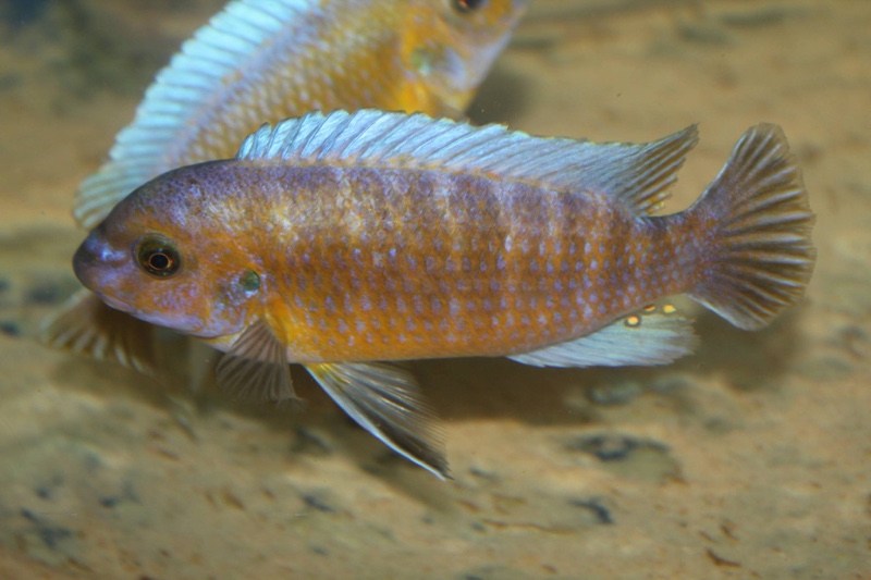 Labeotropheus trewavasae 'Chirwa Island'